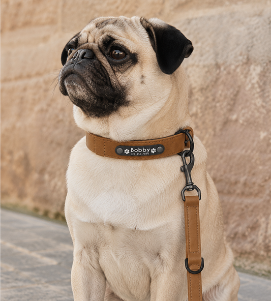 Arlo Dog Collar — lifestyle pug sitting