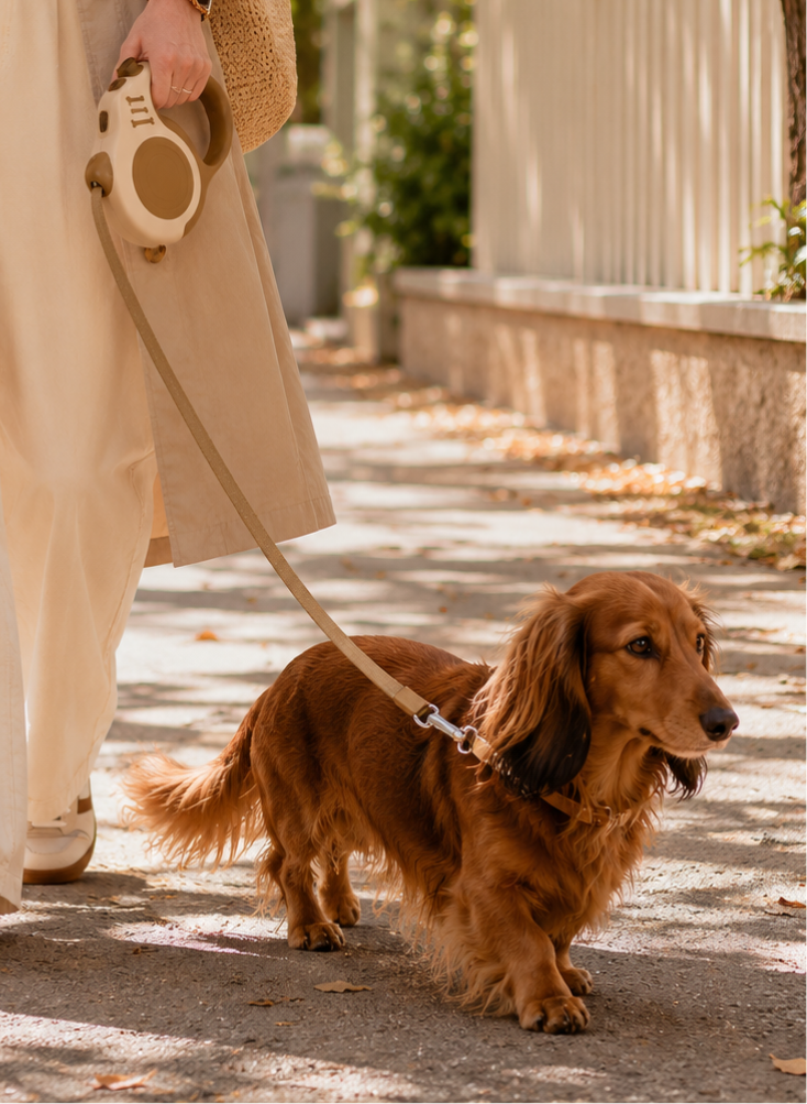 Wander Premium Retractable Dog Leash