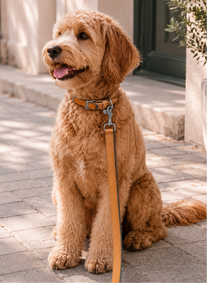 Trail Dog Leash